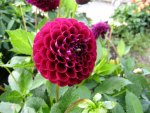 Red Pom-Pom Dahlia