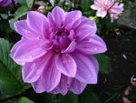 Purple Dahlia