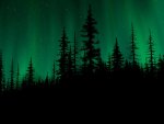 Aurora over a Dark Forest