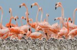 FAMILIA DE FLAMINGOS REUNIDA