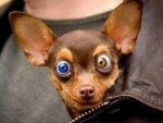 Dog with contacts