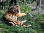 amur tiger