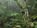 Damp Misty Rainforest