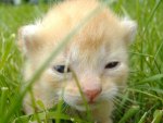 Kitten in the grass
