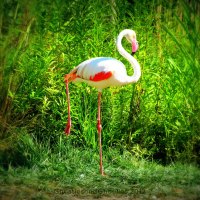 Flamingo Grace