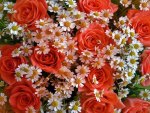 daisies and roses