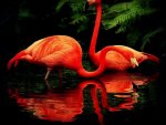 red filamingo love dance