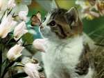 brave little kitten and butterfly