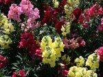 snapdragons Flowers on a picnic day at the park 19