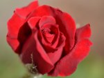 Red Rose Bud