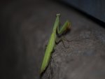 mantis