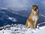 Wild Puma