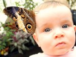 butterfly baby
