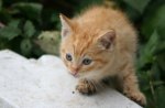 ginger kitty