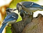 Jays on a Log