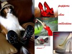 The Shoe Series  Puppers shoe collection1