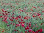 Poppy Field.