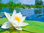 Water Lily