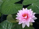Water Lily