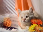piano cat and flowers