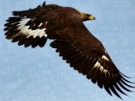 Golden Eagle 1