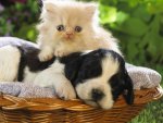 cute friends in a basket