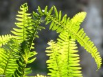 Fern leaves in the sun