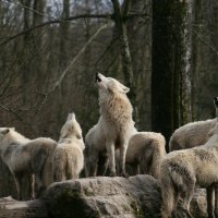 White Wolfpack howling