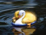 cute little duck