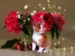 flower enthusiast little kitten