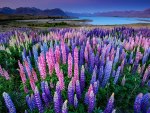 Lupins lake