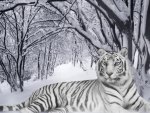 White Tiger