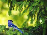 Blue-Jay-Cornwall