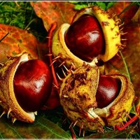 chestnut fruits