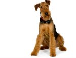 terrier breed