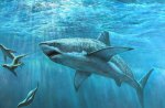 Great white shark