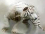White Tiger