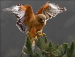 Red Shoulder Hawk