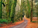 Road through Mossy Forest