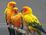 Trio of Happy Birds