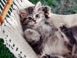 Hammock Cat