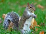 Eastern Grey Squirrel
