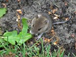 Little mouse eating leaf