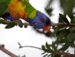 Rainbow Lorikeet.