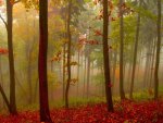 AUTUMN FOREST MIST