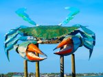 Big Blue Crab