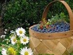 BASKET OF YMMY GRAPES