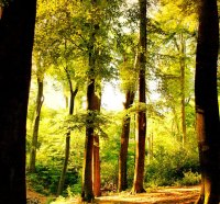 Sunlight forest-for my friend Gabrielciprian