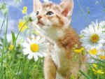 áƒ¦Doux chaton entre les marguerites áƒ¦