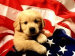 Chien d"Amerique